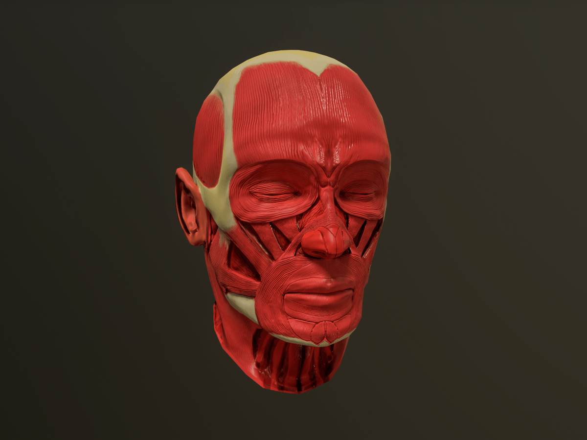 Head Muscle Anatomy